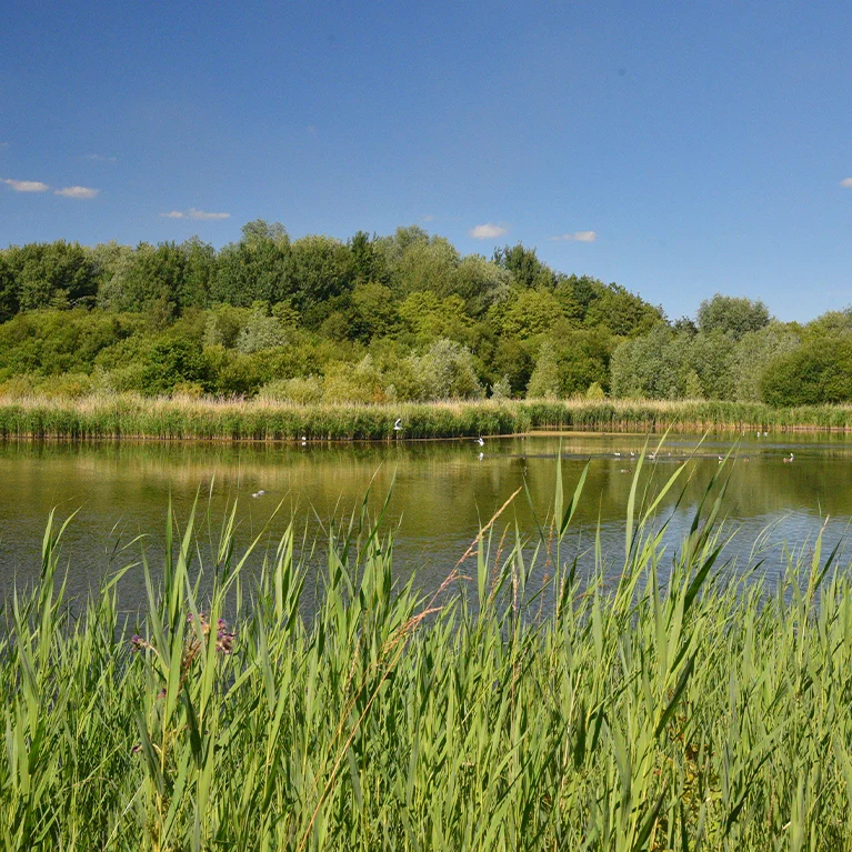 Wesley Gardens, Messingham